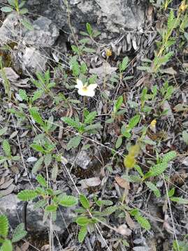 Image of Dryas octopetala subsp. viscosa (Juz.) Hult.