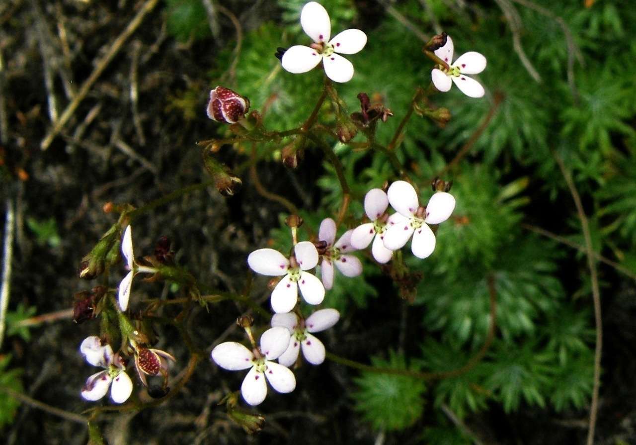 Image de Stylidium soboliferum F. Müll.