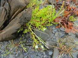 Image of saltmarsh starwort