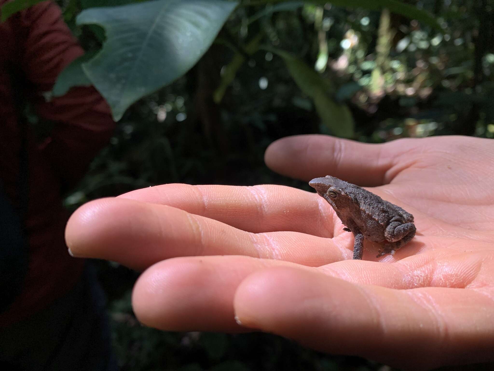 صورة Rhinella festae (Peracca 1904)