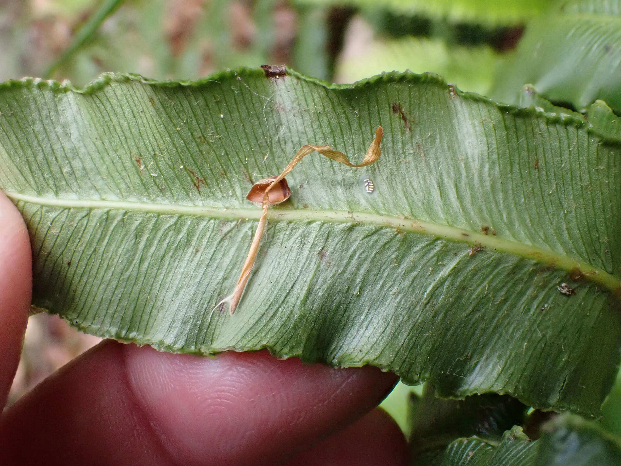 Image of Parablechnum cordatum (Desv.) Gasper & Salino