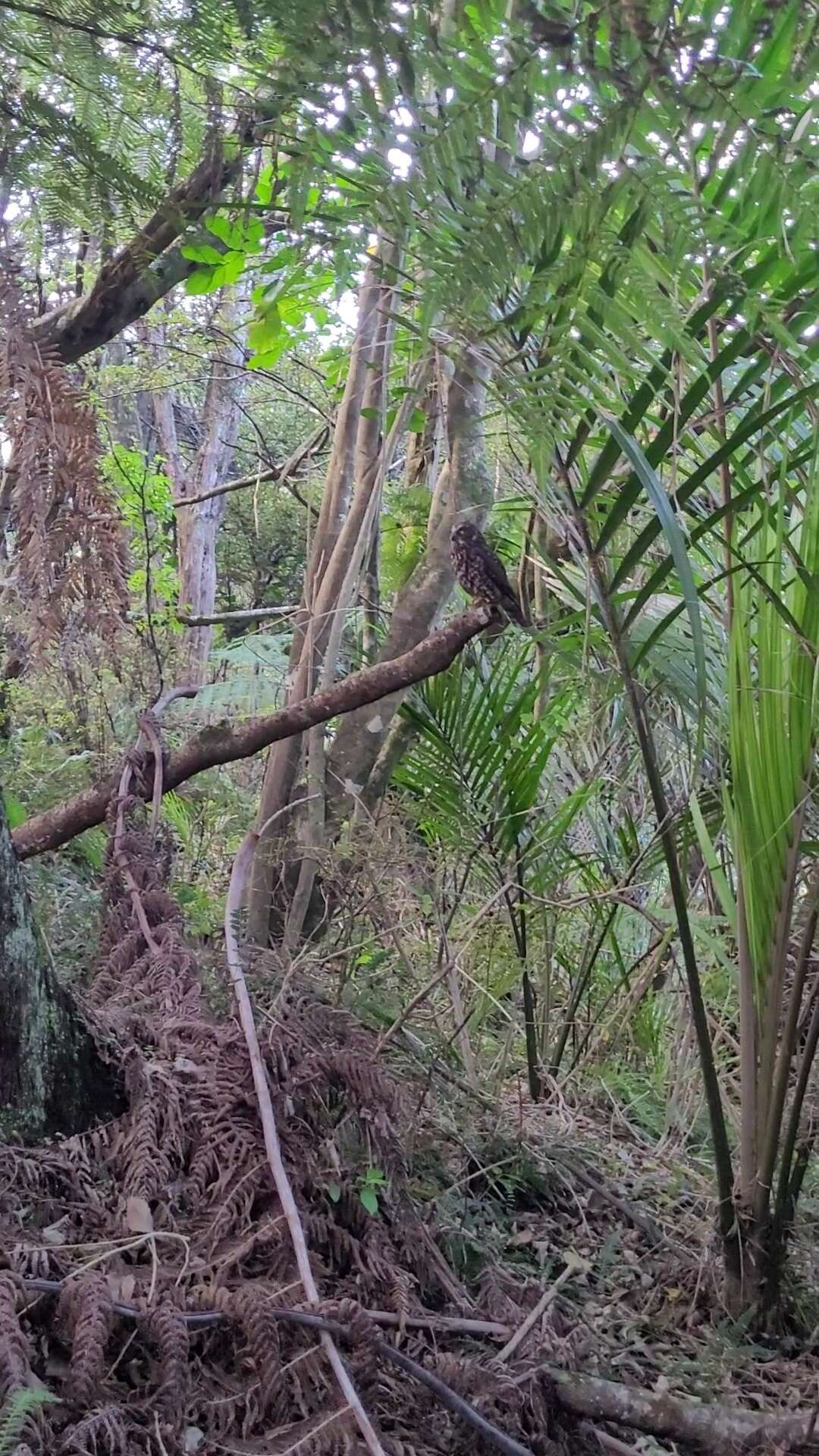 Image of Morepork