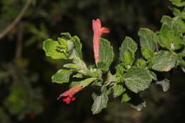 Image of Clinopodium tomentosum (Kunth) Govaerts