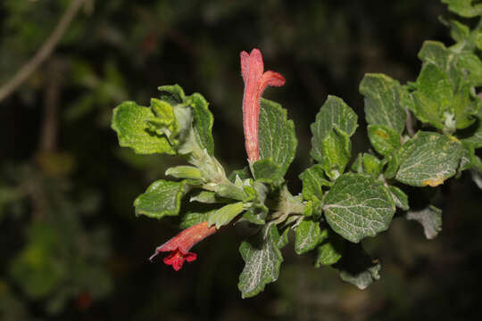 Image of Clinopodium tomentosum (Kunth) Govaerts