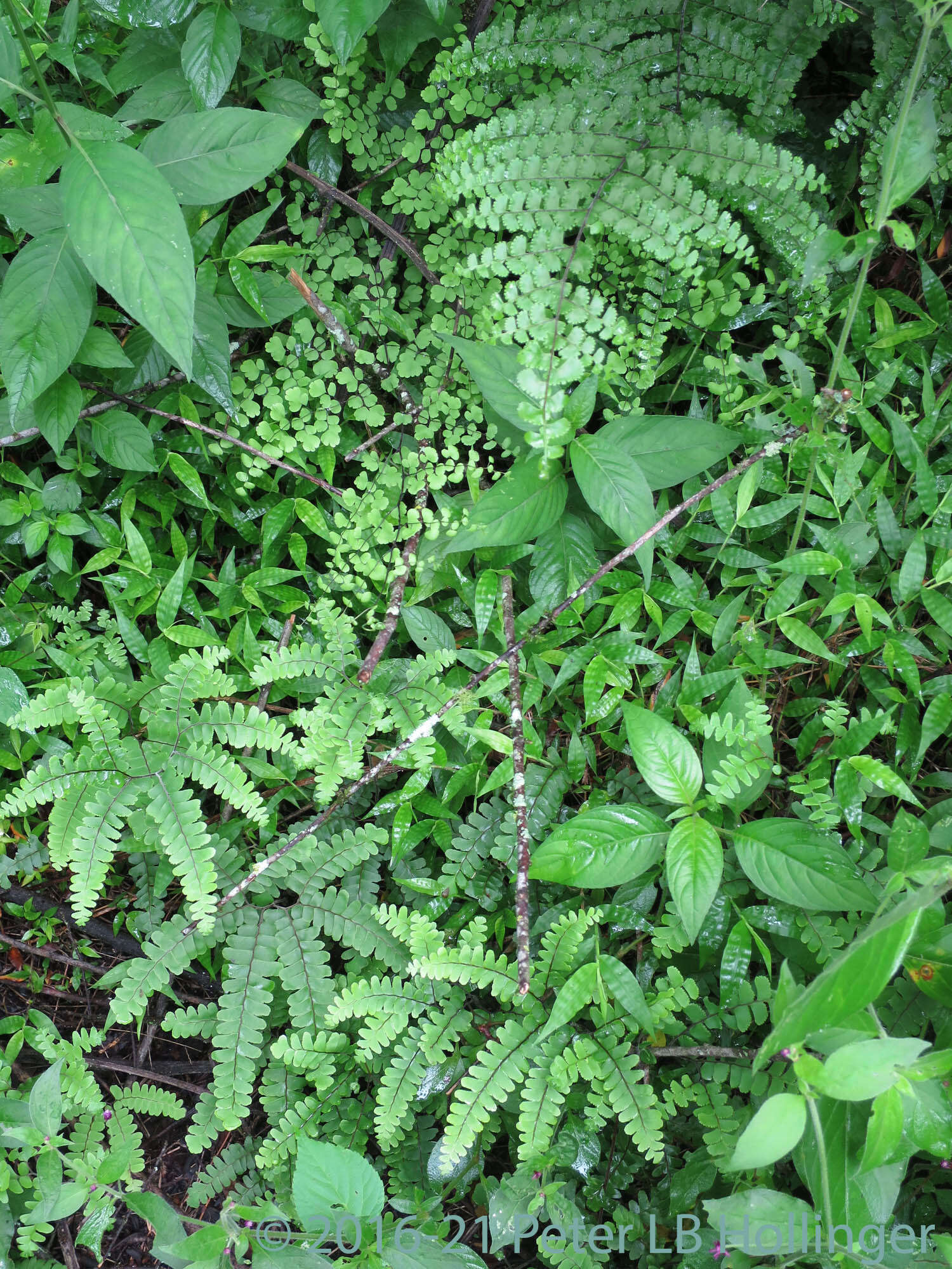 Imagem de Adiantum henslovianum Hook. fil.