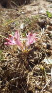 Image of Alstroemeria hookeri subsp. maculata Ehr. Bayer