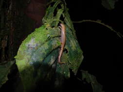 Image of Bolitoglossa peruviana (Boulenger 1883)