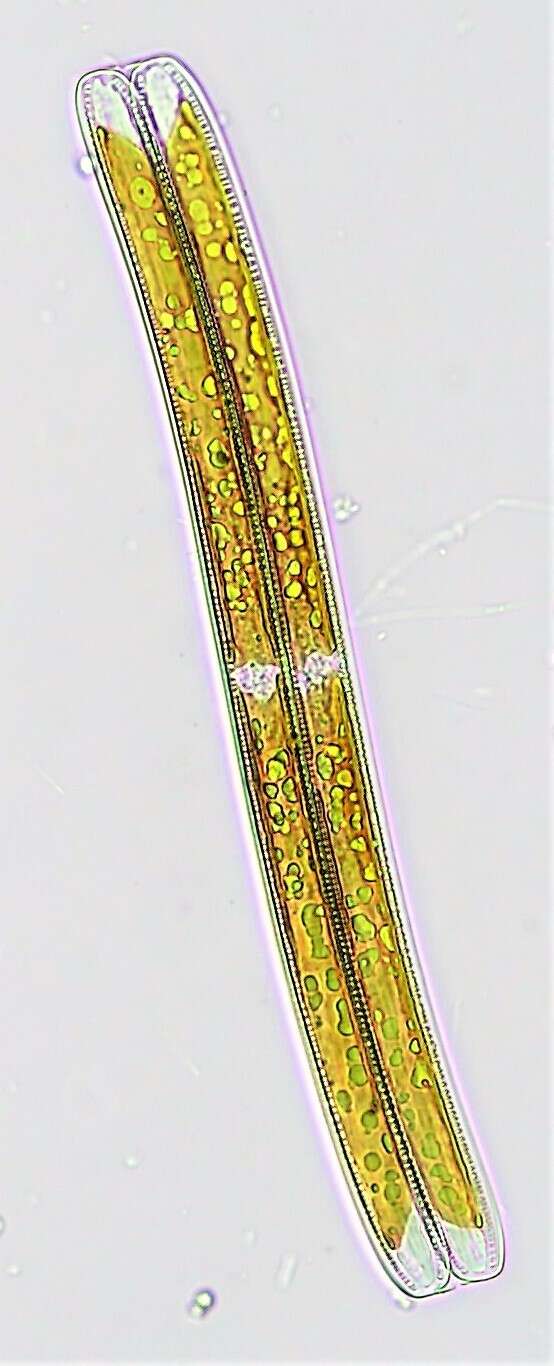 Image of Nitzschia sigmoidea