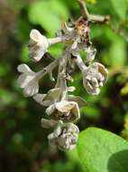 Image of Hairy-Twig Huckleberry