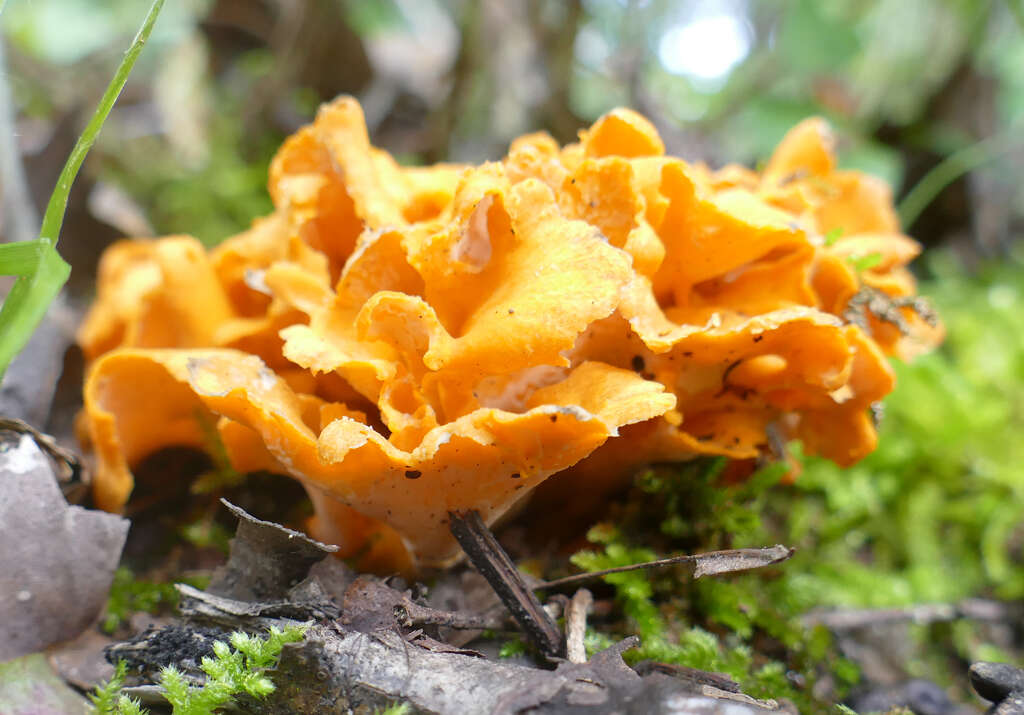 Image of Cantharellus odoratus (Schwein.) Fr. 1828