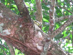 Image of White-fronted Tyrannulet