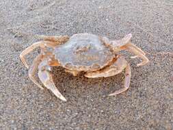 Image of Vernal crab