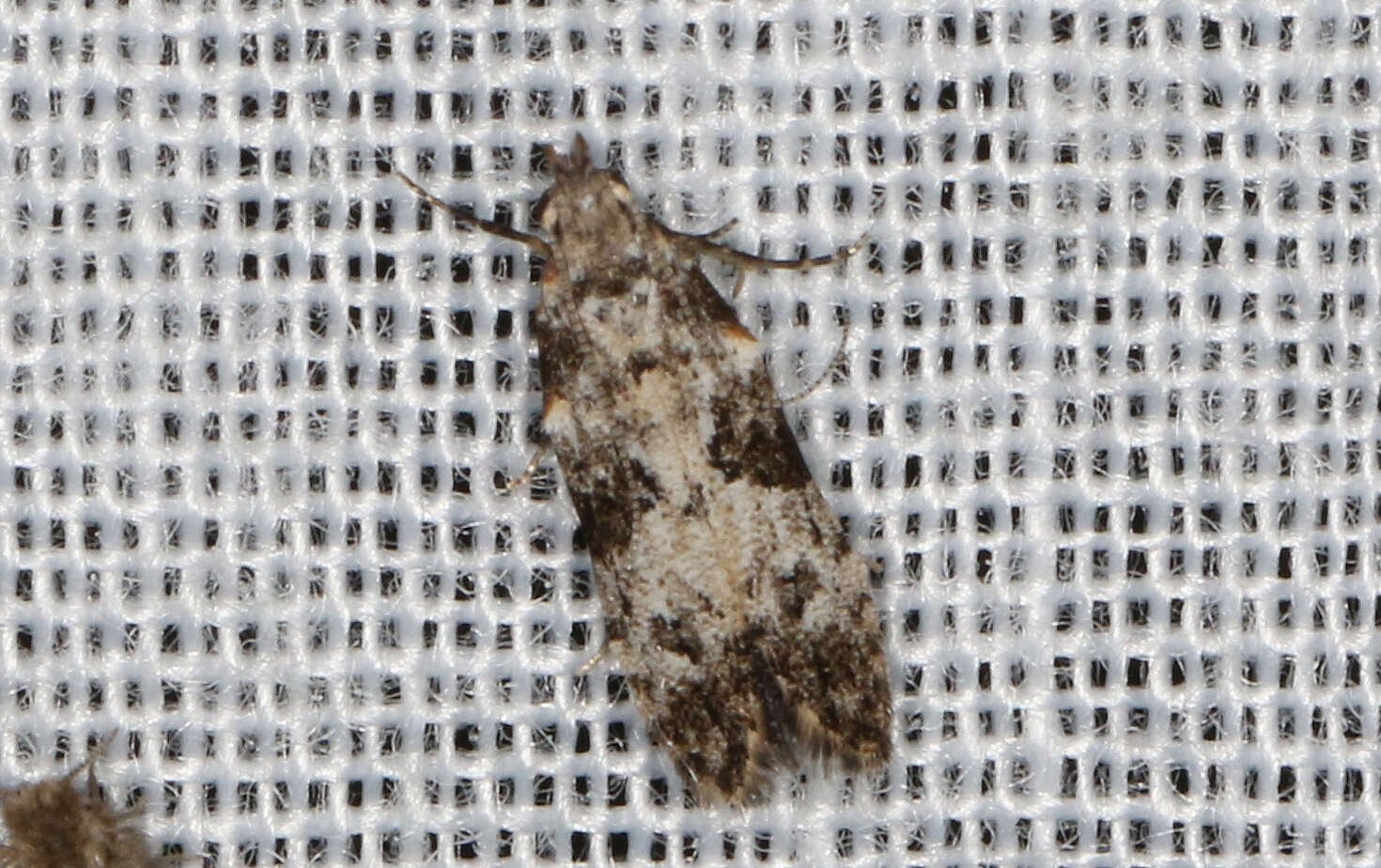 Image of Hypatima baliodes Lower 1920