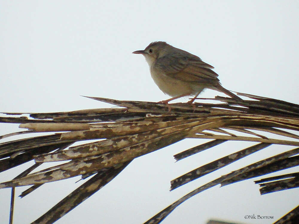 Image of Short-winged Cisticola