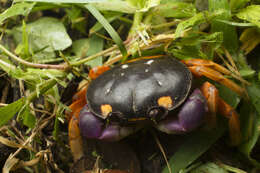 Image of Mexican Land Crab