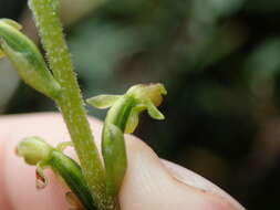 Kreodanthus crispifolius Garay resmi