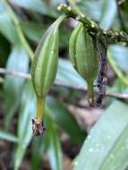 Image of Maxillaria pardalina Garay