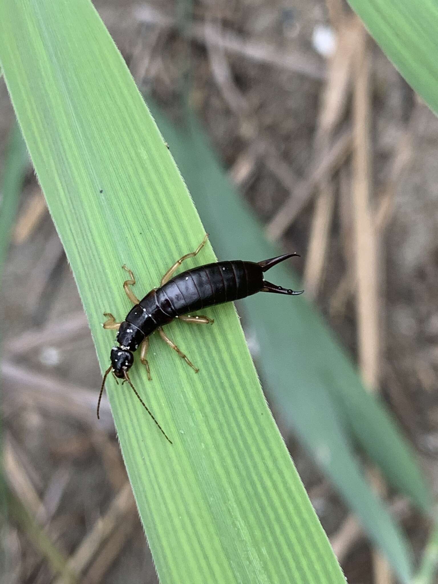 Image of Maritime earwig