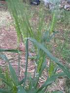 Image of Hordeum vulgare subsp. vulgare