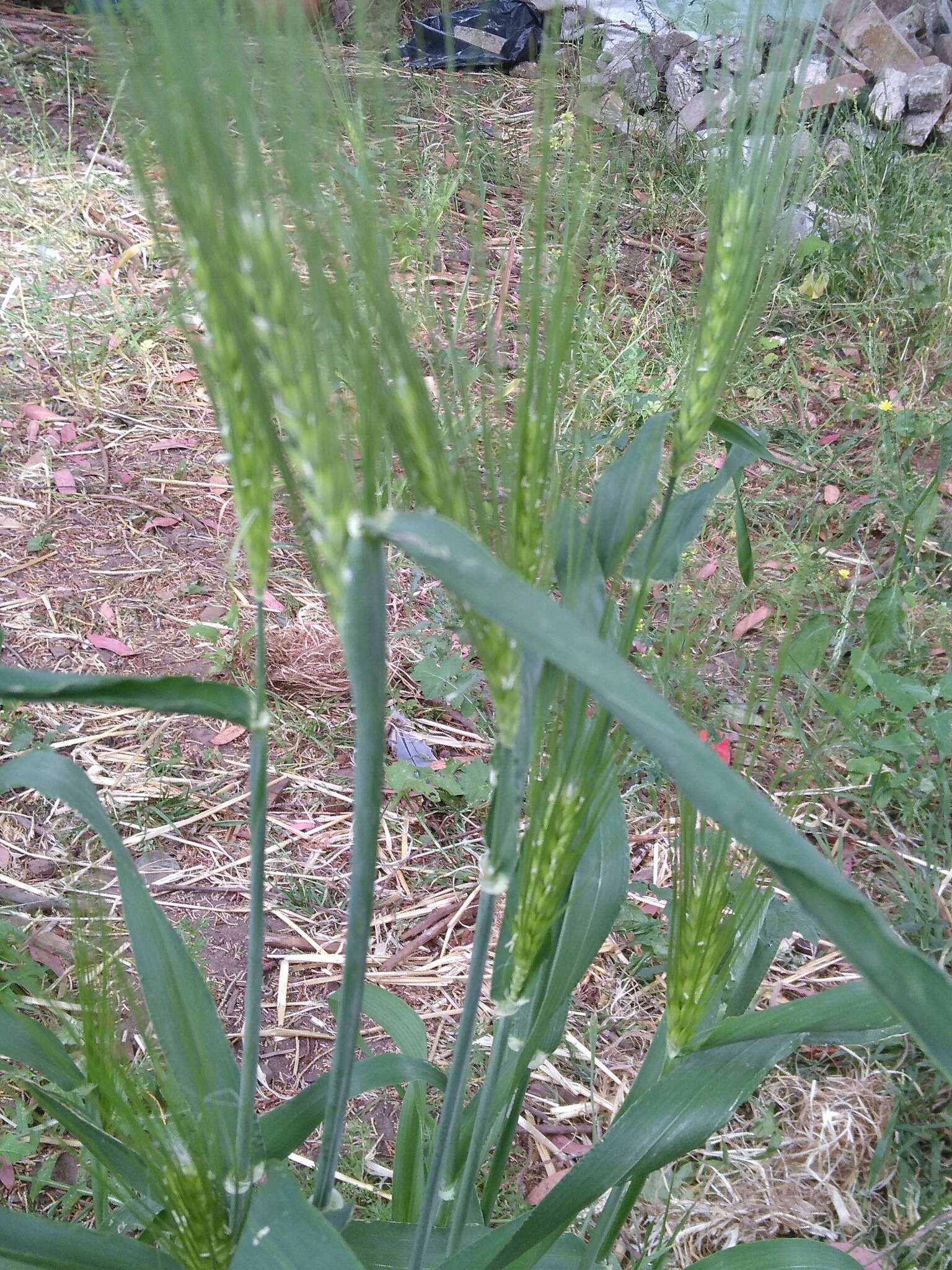 Image of Hordeum vulgare subsp. vulgare