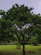 Image of watery roseapple