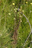 Image of Euphrasia scabra R. Br.