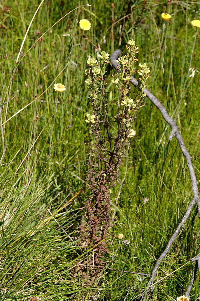 Imagem de Euphrasia scabra R. Br.