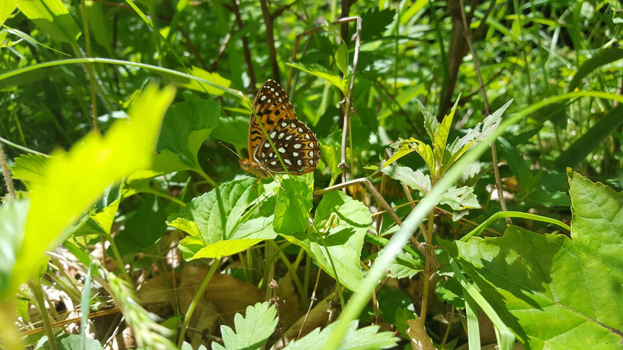 Image of Atlantis Fritillary