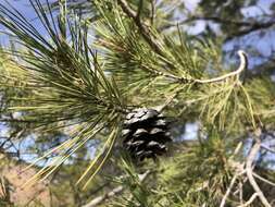 Pinus leiophylla Schiede ex Schltdl. & Cham. resmi