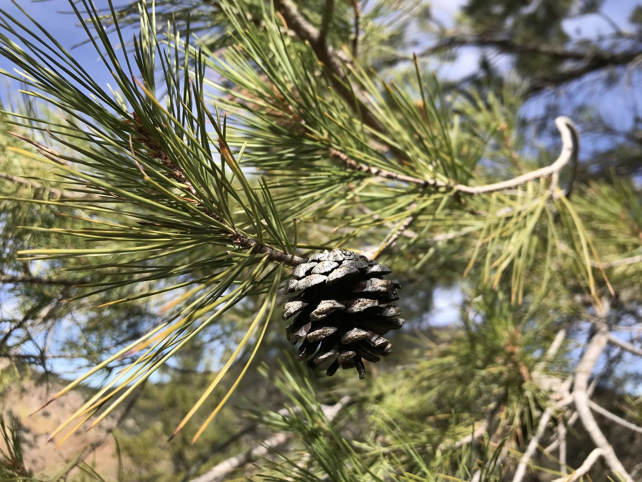 Image of Chihuahua Pine