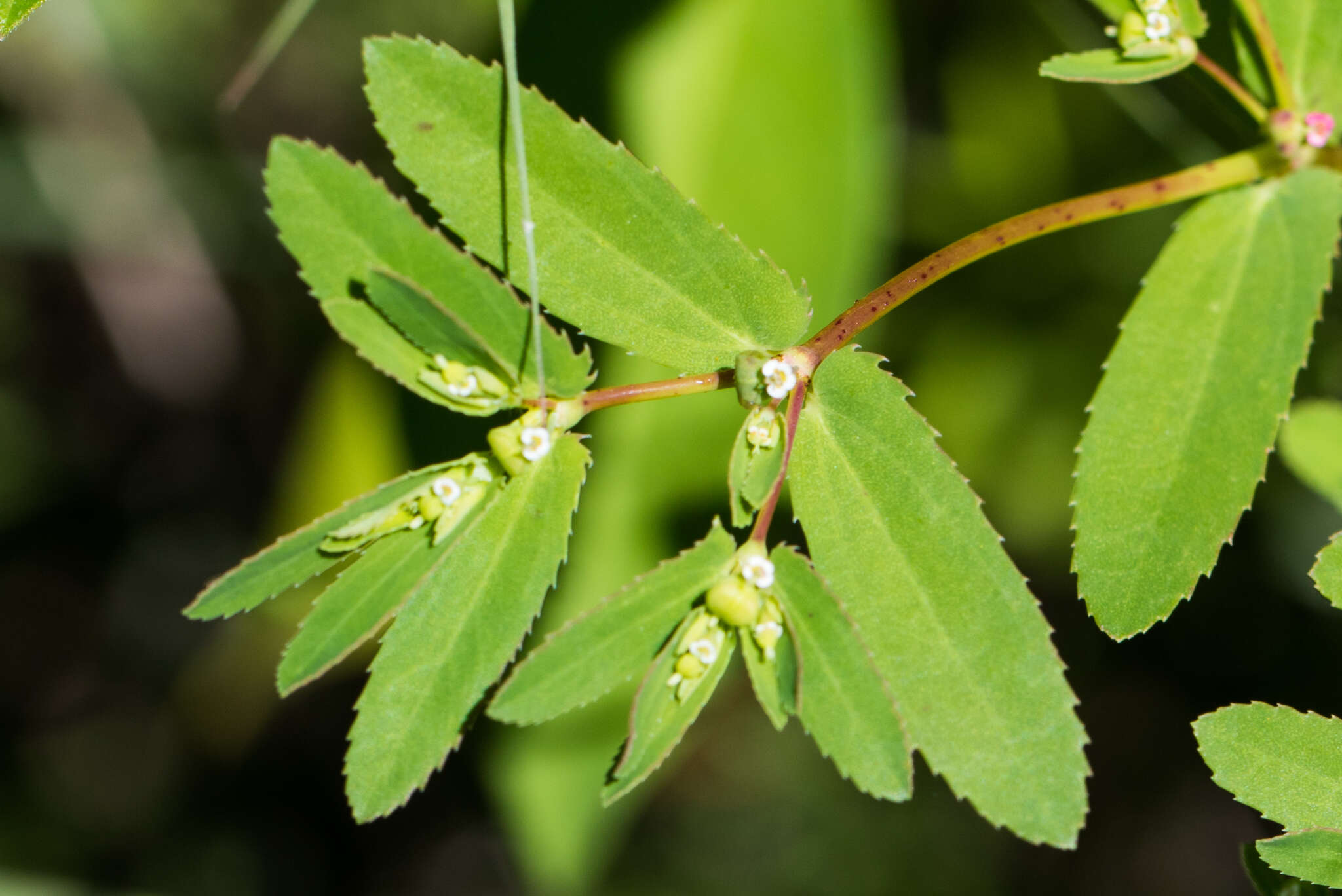 Image of Hyssop-Leaf Sandmat