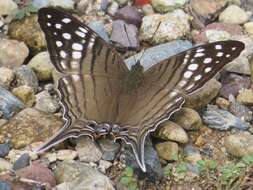 Image of Dappled Daggerwing