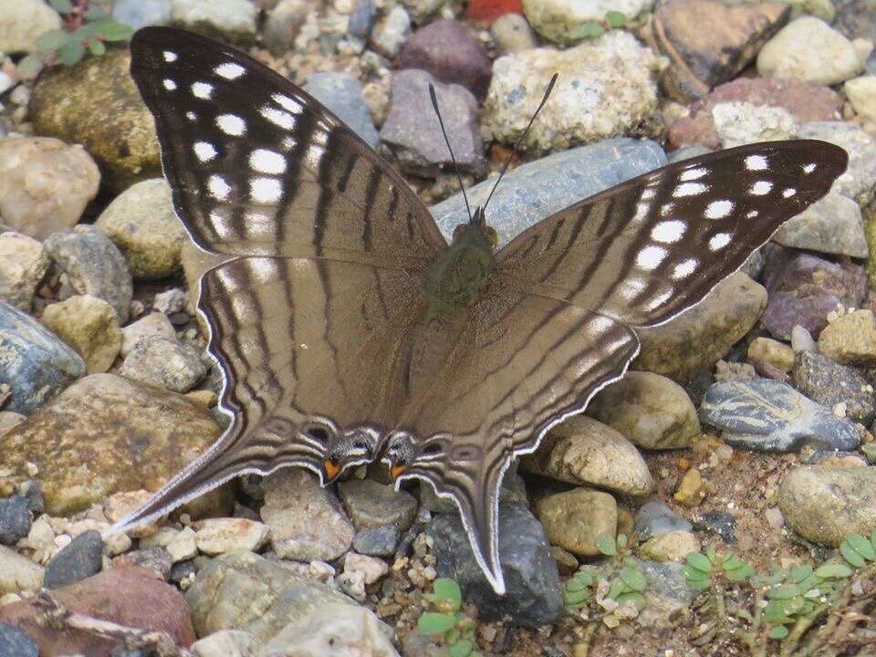Image of Dappled Daggerwing
