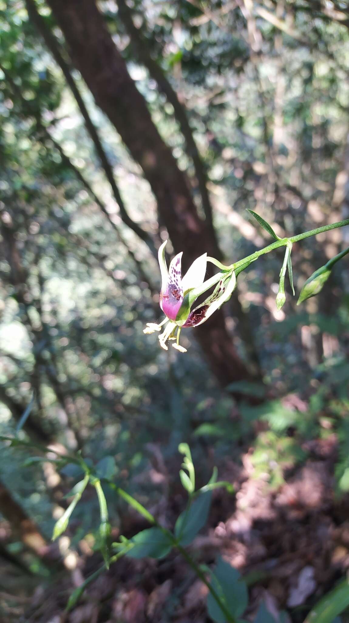 Image of Swertia shintenensis Hayata