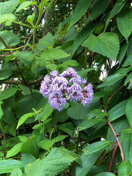 Image of Aristeguietia lamiifolia (Kunth) R. King & H. Rob.