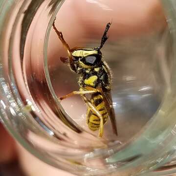 Image of Sphecomyia vittata (Wiedemann 1830)