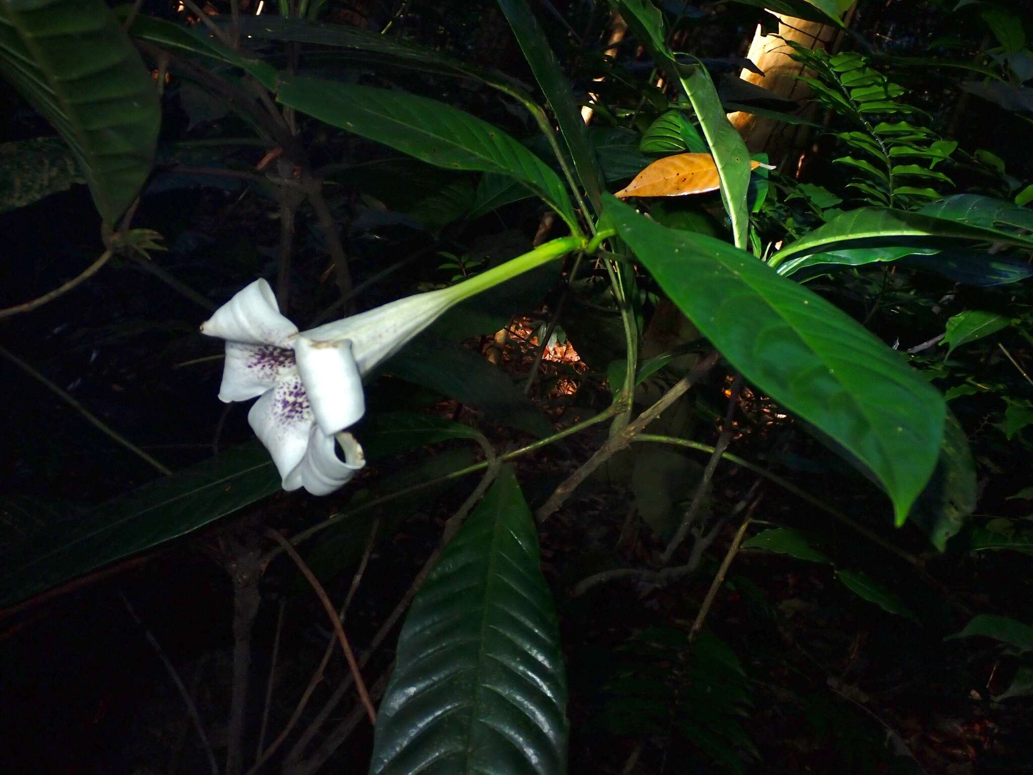 Image of Rothmannia macrophylla (Hook. fil.) Bremek.