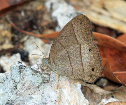 Image of Yphthimoides renata Cramer 1782