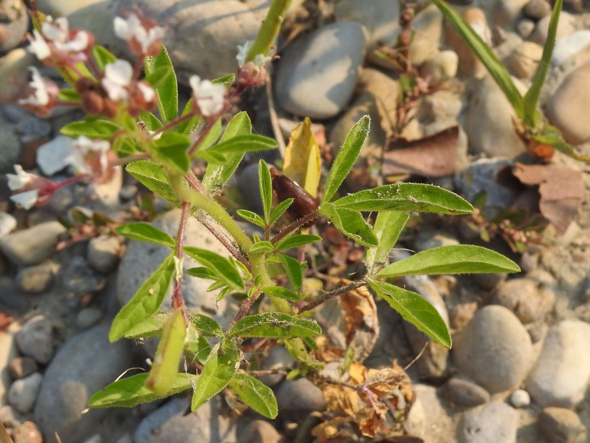 Imagem de Polanisia dodecandra subsp. dodecandra