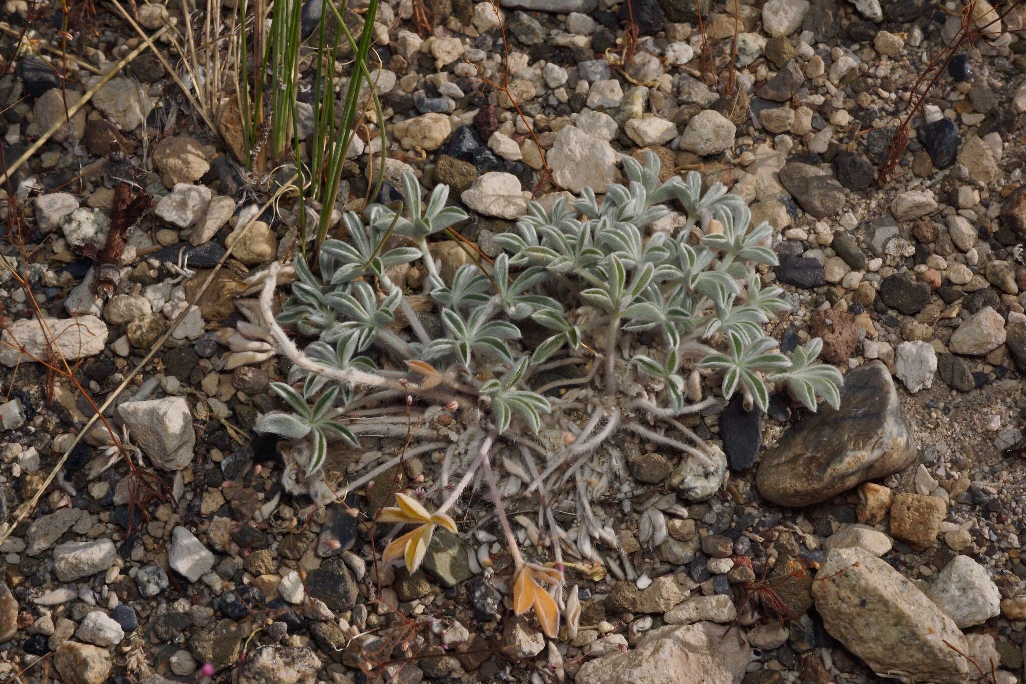 Image of Mono Lake lupine