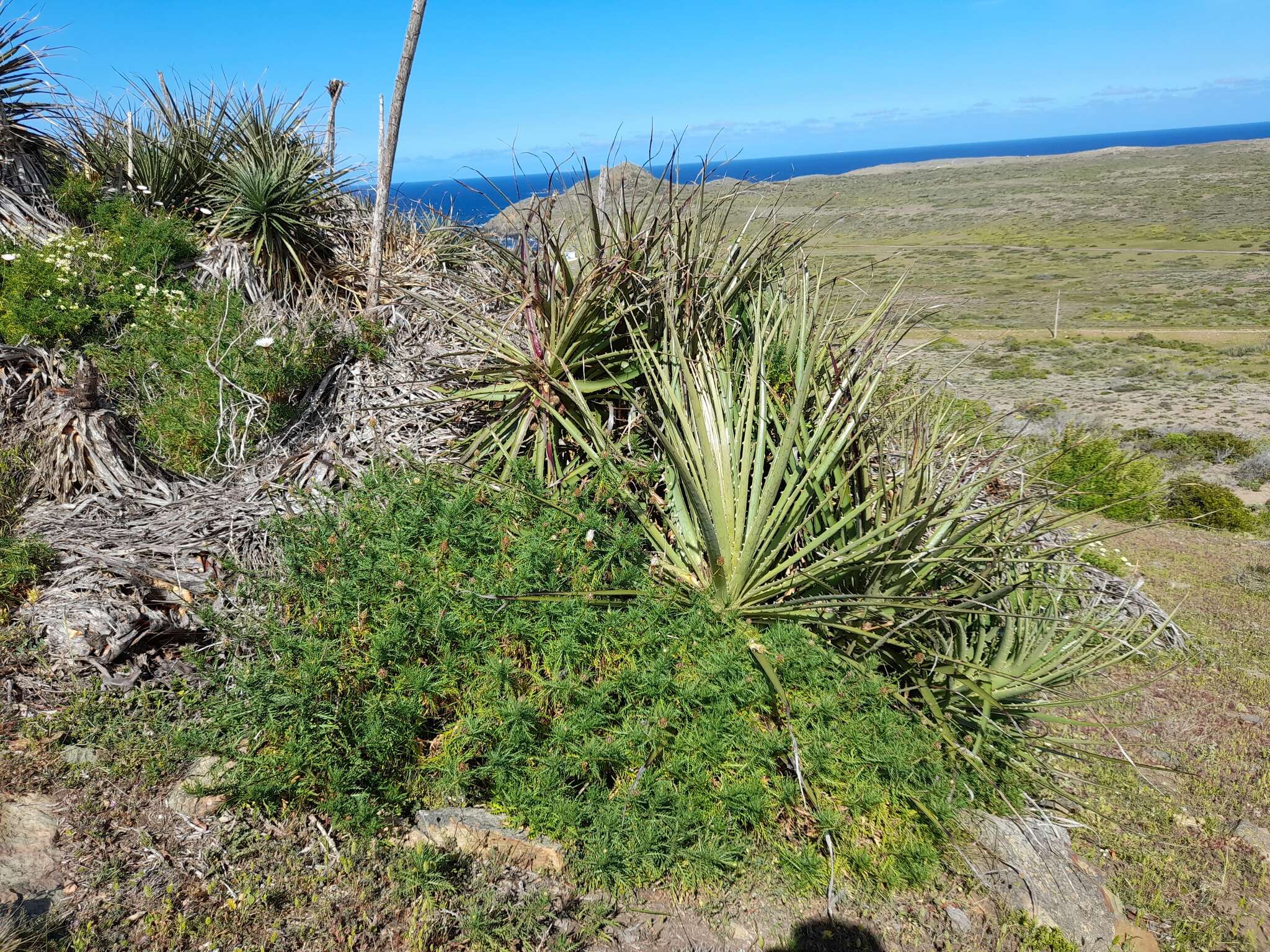 Image of Plectocephalus chilensis G. Don ex Loud.