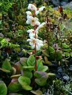 Image of largeflowered wintergreen