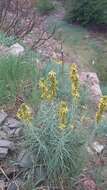 Image of yellow asphodel