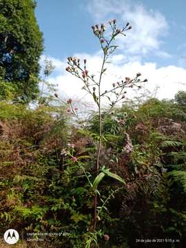 Image of Symphyotrichum schaffneri (S. D. Sundb. & A. G. Jones) G. L. Nesom