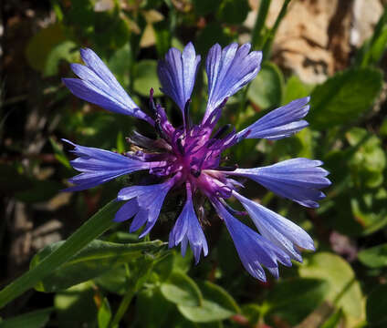 Image of Centaurea cyanoides Berggren & Wahlenb.