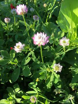 Plancia ëd Trifolium glanduliferum Boiss.