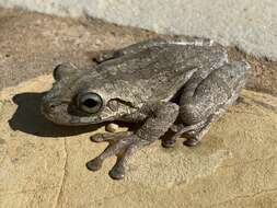 Image of Hispaniolan Common Treefrog