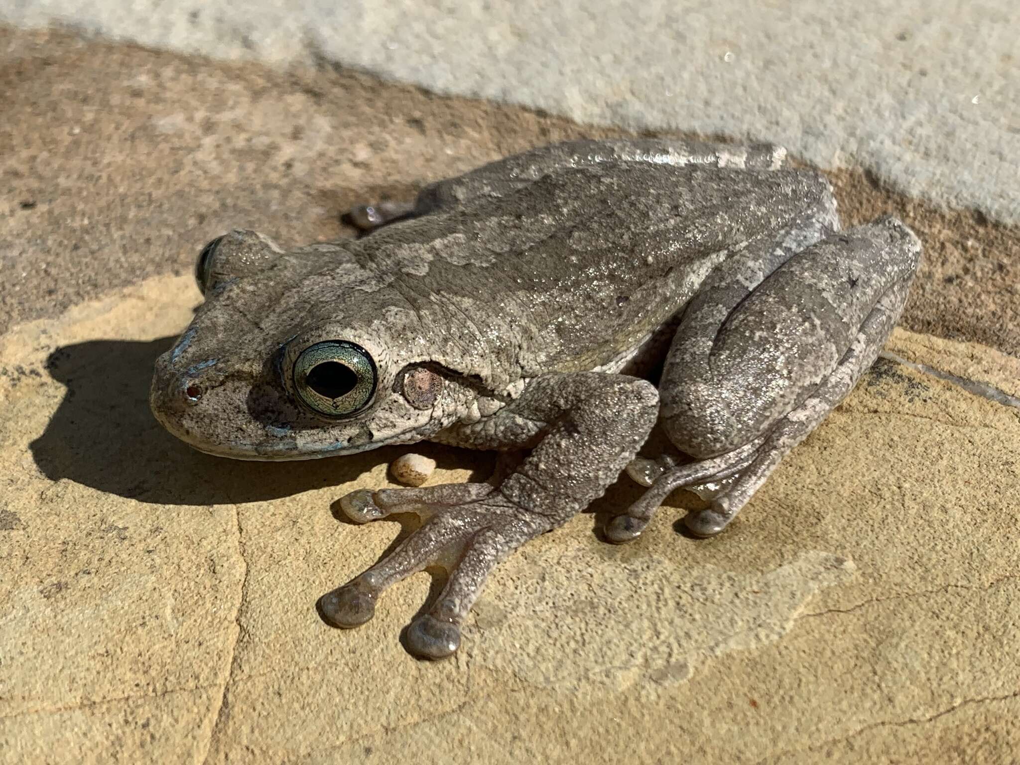 Osteopilus dominicensis (Tschudi 1838)的圖片