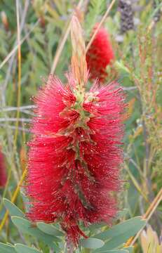 صورة Melaleuca glauca Domin