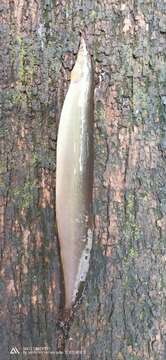 Image of Spotfin Spiny Eel